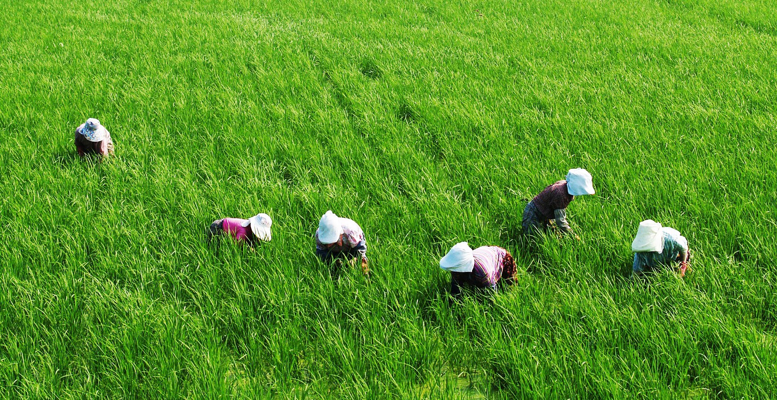 rice fields